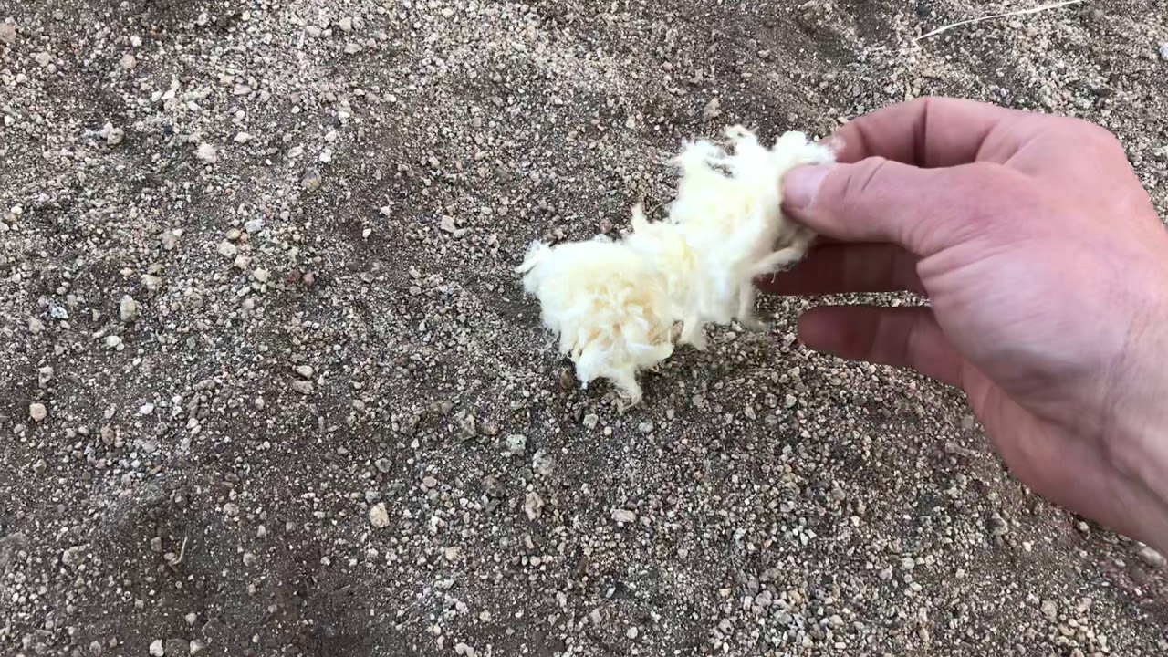 Gun cotton using degummed hemp fiber YouTube