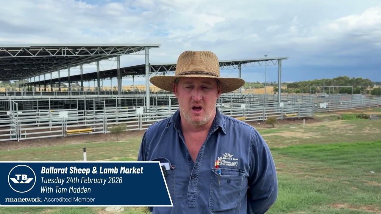 Ballarat Sheep & Lamb Market  24/2/26