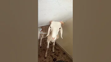 كبش العيد اغنية خروف العيد 