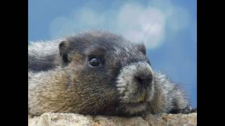 Marmot on Whistler Peak