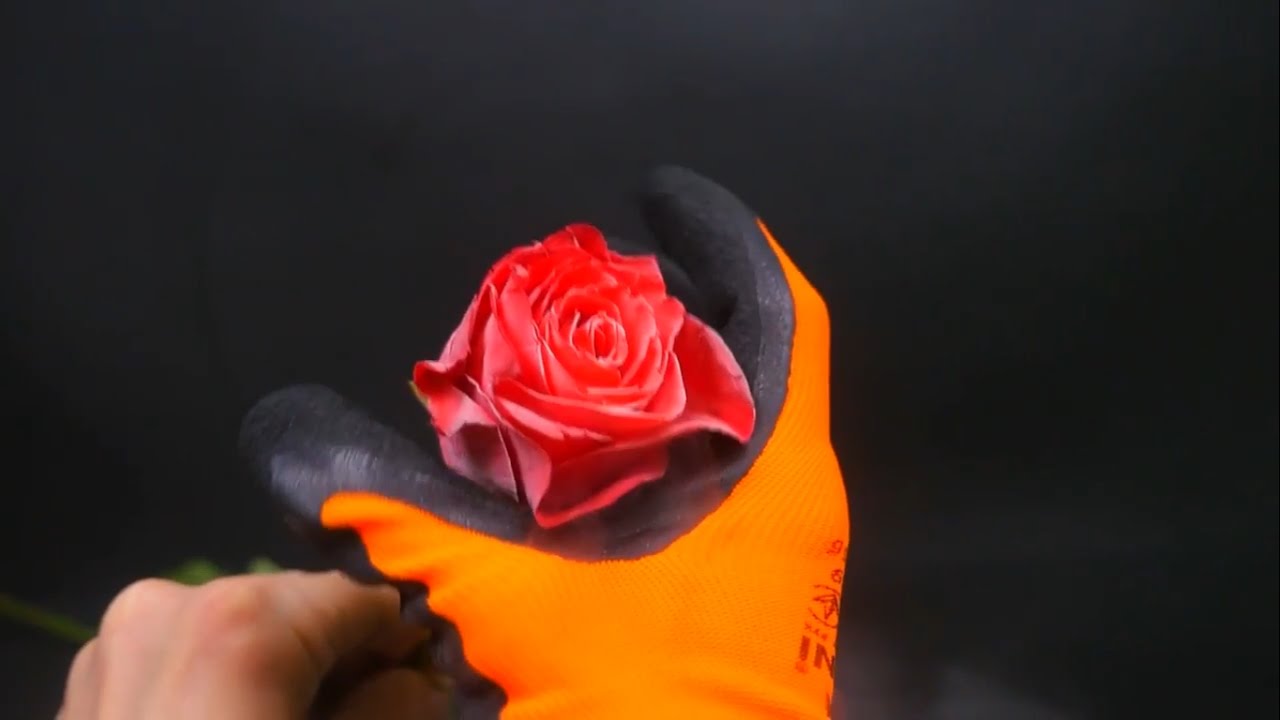 Science Experiment LIQUID NITROGEN vs ROSE YouTube