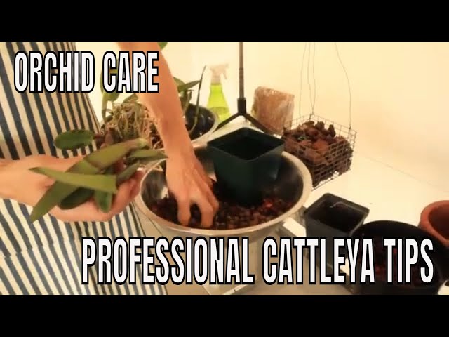 Repotting, Potting Up, and Transplanting Cattleya Orchids - A Step-by-Step Tutorial class=