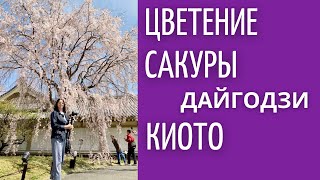 Цветущая сакура в храме Дайгодзи, Киото. 4 K.