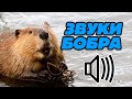 Звук бобра, крик бобра, какие звуки издают бобры?