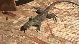 TheErnsterSanctuary | Feeding : My Lewisi Hybrid Rock Iguana