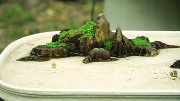 [Tiểu cảnh] - Hòn non bộ Thác Xuân | Hội Nuôi Trồng