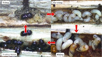 CÁCH QUẢN LÍ MỌT ĐỤC CÀNH HIỆU QUẢ NHẤT TRÊN CÂY CÀ PHÊ#cay#càphê#thuocbvtv#nongdan# TUẤN HẰNG 3