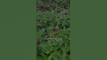 #تلاوة من #سورة_الإنسان #القارئ #محمد_اللحيدان #اكتب_شي_تؤجر_عليه #اكسبلور #راحة_نفسية #تلاوة