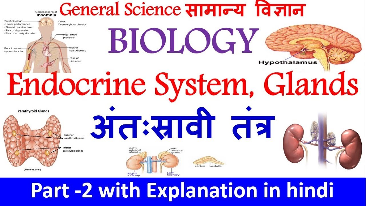 Human Endocrine System अन्तः स्त्रावी तंत्र in Hindi | Biology Science ...