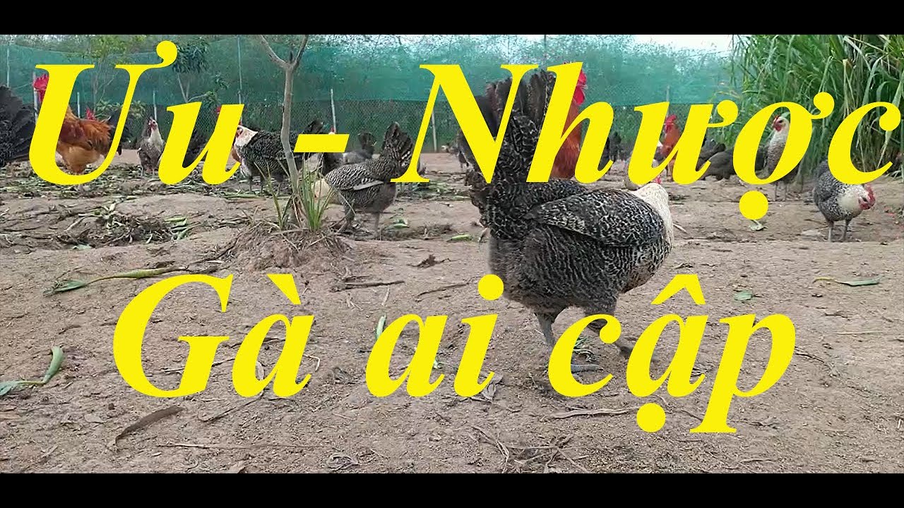 Đừng nuôi gà ai cập khi chưa biết ưu và nhược điểm của nó_gà ai cập thả vườn.