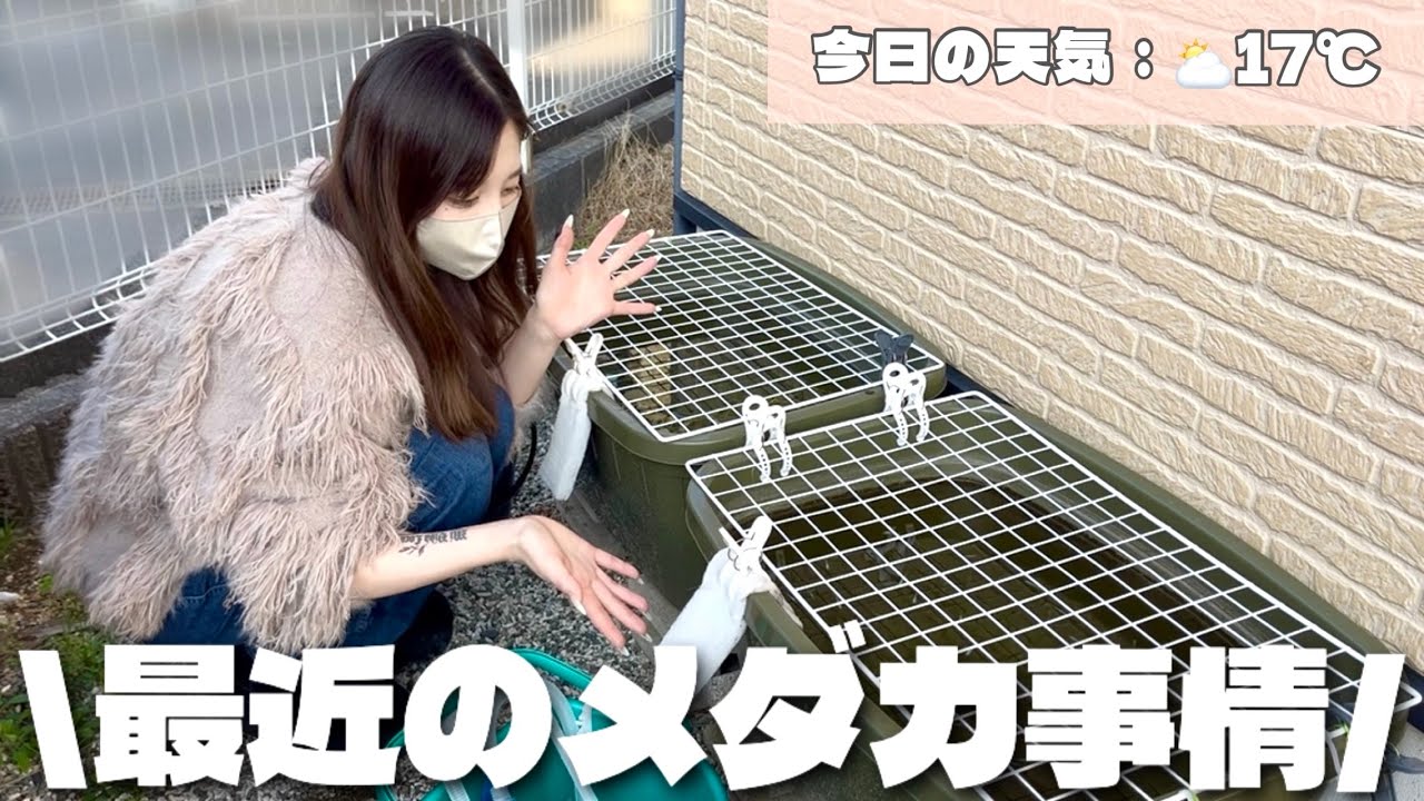 最近暖かくなってきたので屋外飼育のメダカ達に冬眠明け初めて餌をあげてみます！