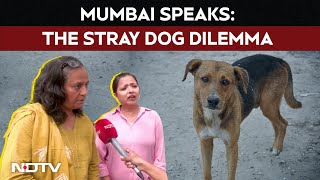 The Stray Dog Dilemma Can We Balance Human Safety And Animal Welfare?