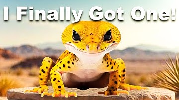 I Got a Pet Leopard!!