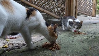 20240222 [今日の野良猫] Today's Stray Cat