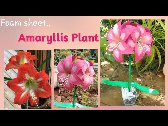 Foam Sheet Amaryllis Plant 