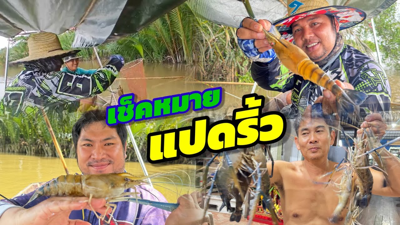EP.398 ไปเช็คหมายตกกุ้งที่บางปะกง จะเริ่มมีกุ้งกลับมากินหรือยัง#fishingvideo #fishing #ตกกุ้งแม่น้ำ 