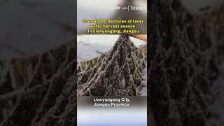 Over 6000 Hectares Of Laver Enter Harvest Season In Lianyungang Jiangsu