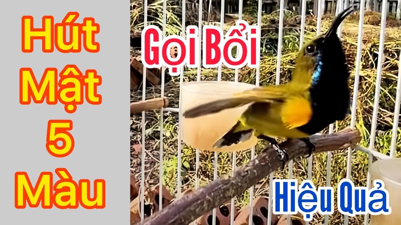 Tiếng Chim Hút Mật 5 Màu Kích Trống + Gọi Bầy Cực Hay, Dùng Bẫy Loa - Bổi Nghe Về Cực Nhanh