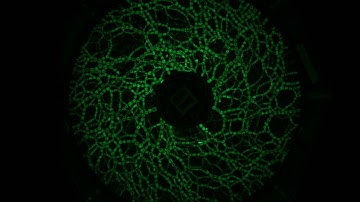 Frictional photo-elastic discs under linear shear by  a split bottom Couette cell