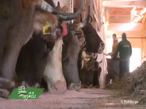 ქართულ-შვეიცარული ფერმა რაჭაში - ევროპულად მოწყობილი მეურნეობის მაგალითი