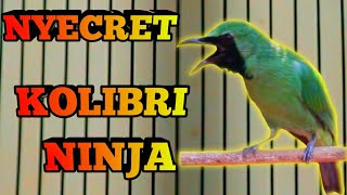 Cucak Ijo Nyecret Kolibri Ninja Suara Nyaring T3mb4k4n Rapat 💯% JUARA