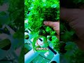 #hidroponia ía #Hydroponics #SmartFarming #AgroTech #FoodTech #GreenTech #AgriculturaInteligente
