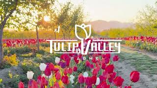 Get in the tulip fields this spring