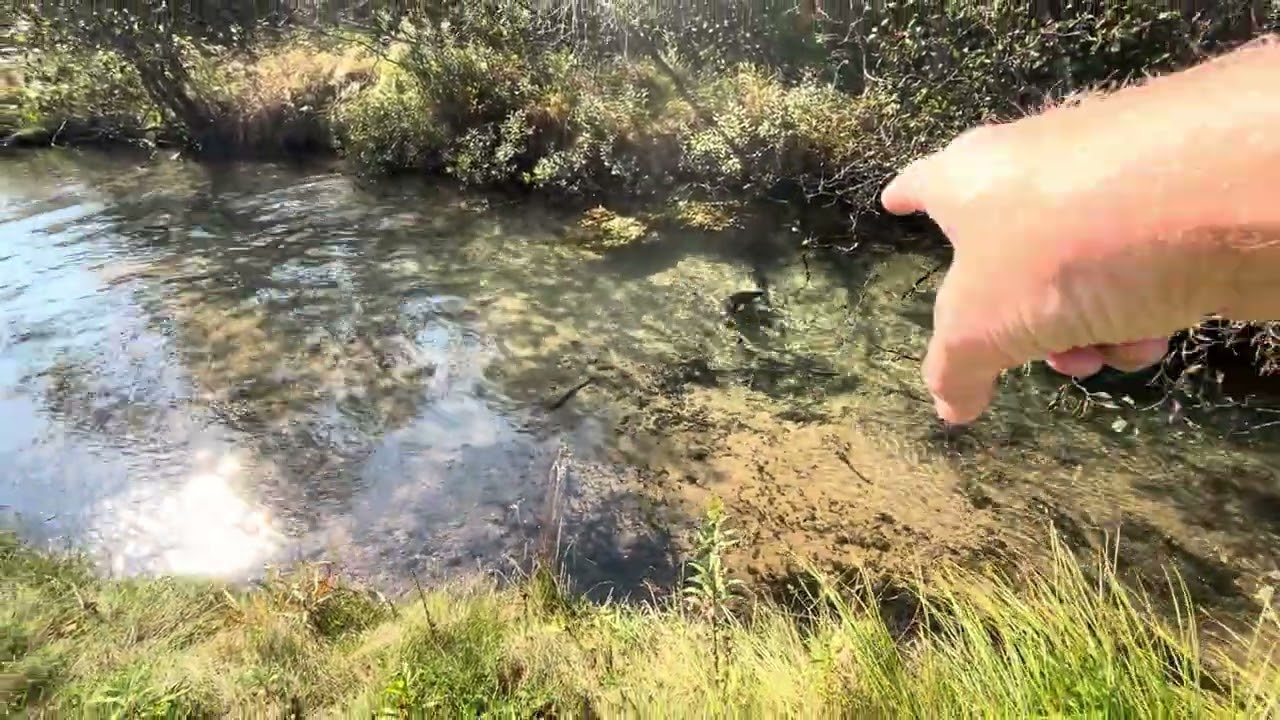 Fall Atlantic Salmon Spawn at Thompson Creek Hatchery Upper Lake Michigan 