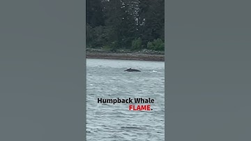 Humpback whale spotting "Flame". Off the coast of Juneau Alaska #shorts