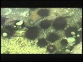 姫路市施設紹介「姫路市立水族館」 の動画、YouTube動画。