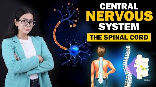 Central Nervous System | Cerebrum | Cerebellum | The Spinal Cord | Class 8 ICSE | Biology