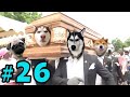 Dancing Funeral Coffin Meme - 🐶 Dogs and 😻 Cats Version #26