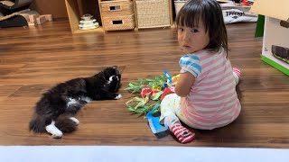 娘の願い事が書かれた七夕飾りを今年も破壊しようとする猫　ラガマフィン　A cat that destroys the decorated bamboo grass