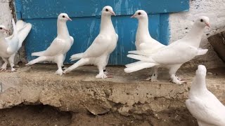 гон пискунов и за одно поймали чужака👍 #голуби #бакинскиеголуби #takla #pigeon #kabootar #goyercin