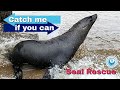 Catch me if you can - Seal Rescue Edition