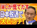 【海外の反応】「日本の分担金目当てか!?」日本を散々イジメてきたIWCが今更慌てだすw金づるを失ったIWC!日本がIWC脱退と商業捕鯨再開へ向けて動きだす【日本の魂】