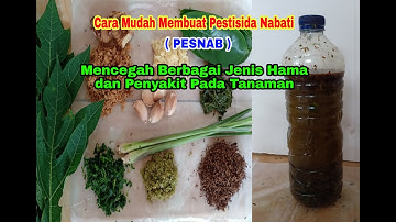 Cara Membuat Pestisida Nabati (PESNAB) Untuk Mencegah Berbagai Jenis Hama dan Penyakit Pada Tanaman