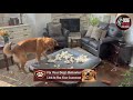Stop Destroying Beds Fix Your Dog’s Costly Obsession Fast