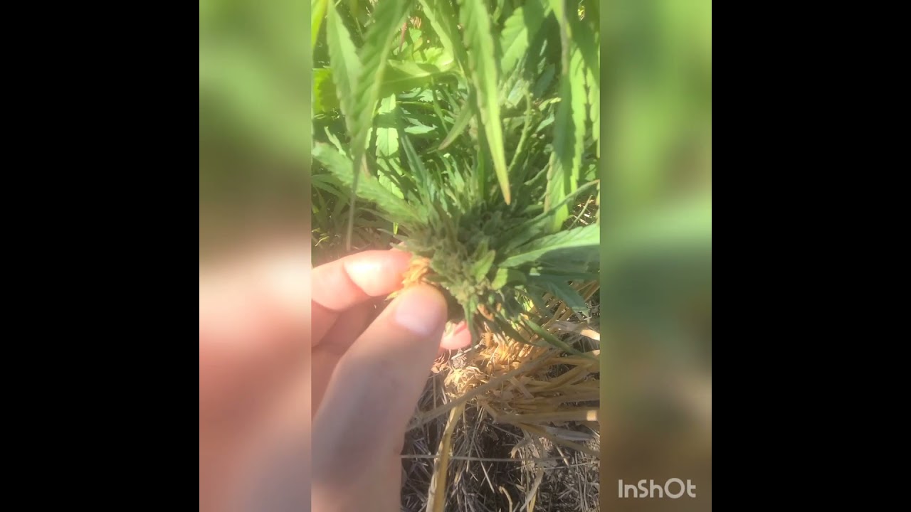 Identifying and preventing caterpillar damage on cannabis Trailer: full vid on my Patreon