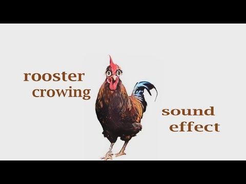 rooster crowing sound effect mp3 free download