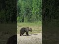 Молодой медведь. Young bear. Яшь аю.