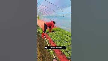 Cách Trung Quốc trồng rau muống trong khuôn mũ ớ trong nhà kính