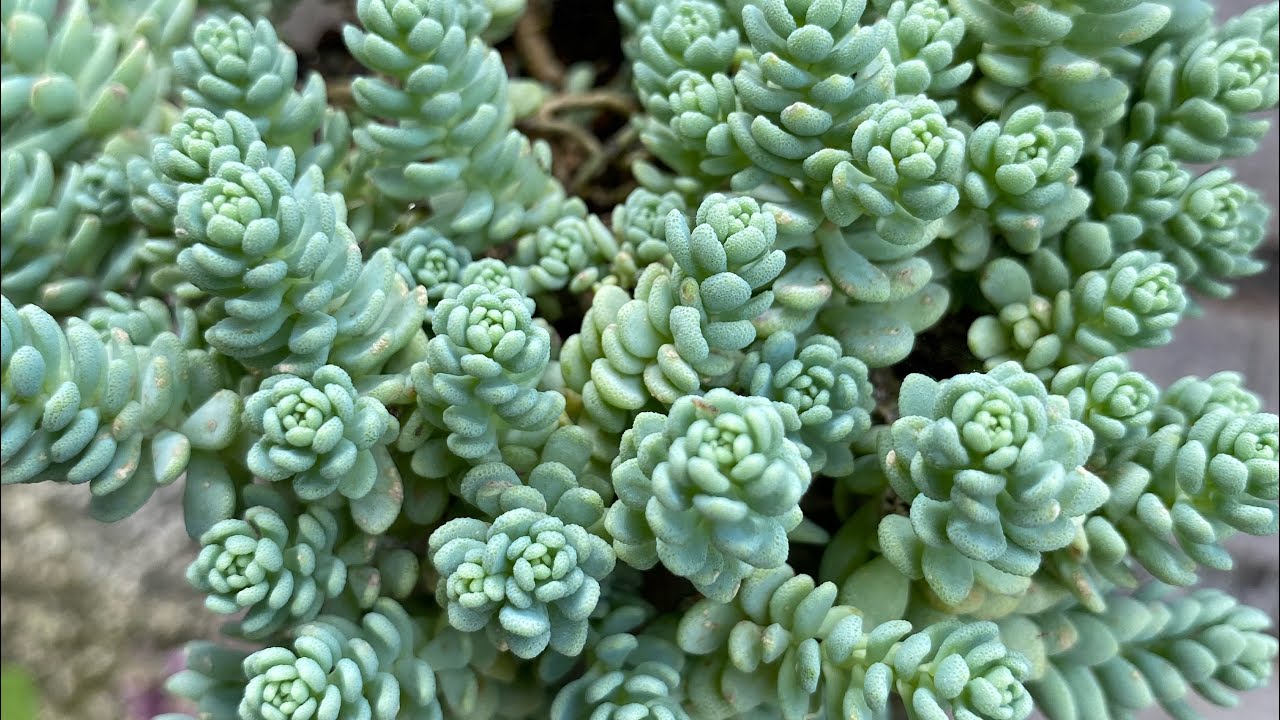 SUCULENTAS DE FÁCIL CULTIVO. VEJA mais de 12 espécies de SEDUNS que enchem vasos rápido.