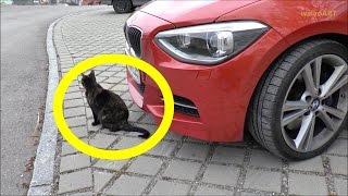 BMW-Katze / BMW cat - Schildpatt Katze mag besondere Autos - Special cats like special cars