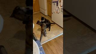 Cat nip crazy😹 #shorts #funnyanimals #cats #tortie