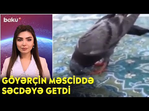 Göyərçin məsciddə səcdəyə getdi - Maraqlı anlar | BAKU TV