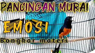 Download Lagu PANCINGAN MURAI BATU GACOR FULL ISIAN, SEKALI DENGAR MURAI APAPUN LANGSUNG EMOSI CEPAT KONSLET MP3 Download Lagu PANCINGAN MURAI BATU GACOR FULL ISIAN, SEKALI DENGAR MURAI APAPUN LANGSUNG EMOSI CEPAT KONSLET MP3