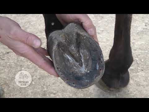 Video: Kedy potrebujú kone podkovy?