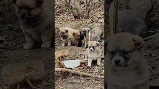 Dog Mom Begging For Food For Her Kids #Puppy #Rescuedog #Straydogs