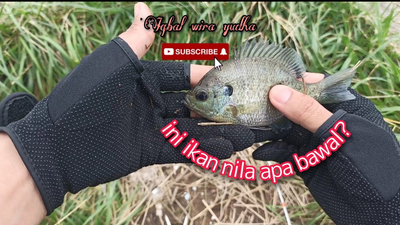 Mancing ikan nila/bawal di jepang.